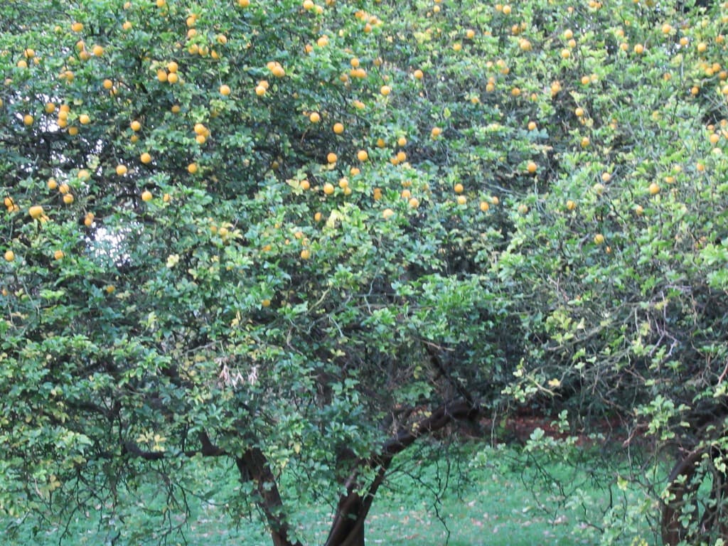 citronnier