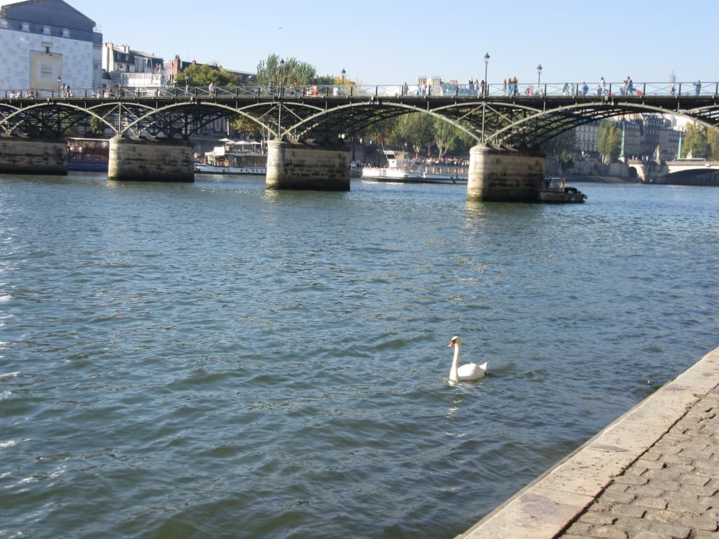 cygne sur la Seine à Paris