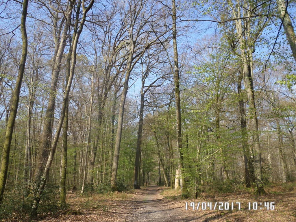 dans la forêt