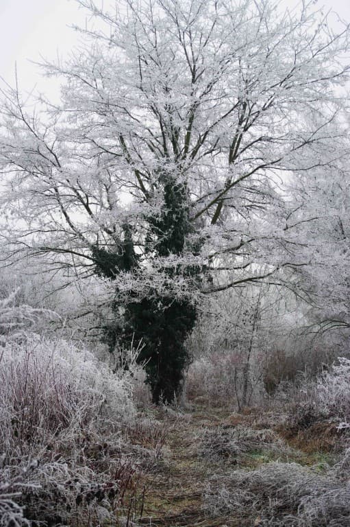 dans le parc des Beaumonts