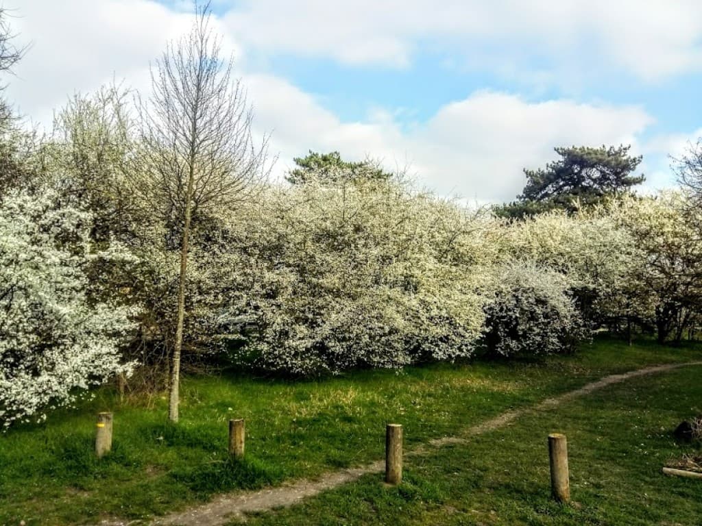 des mirabelliers en fleurs