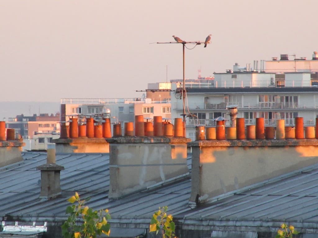 deux pigeons
