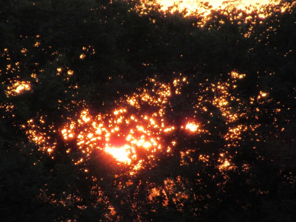 diamants dans les arbres