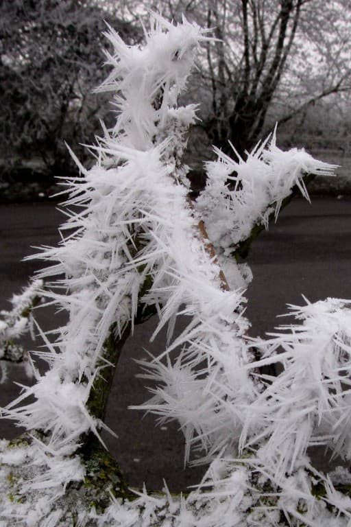 Épines de givre / Vironvay 27400