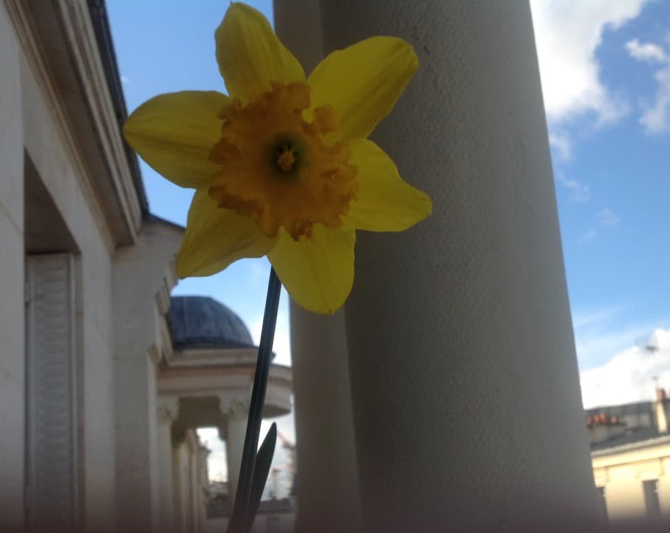 Fleur soleil 