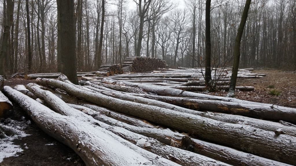 Forêt de Montmorency