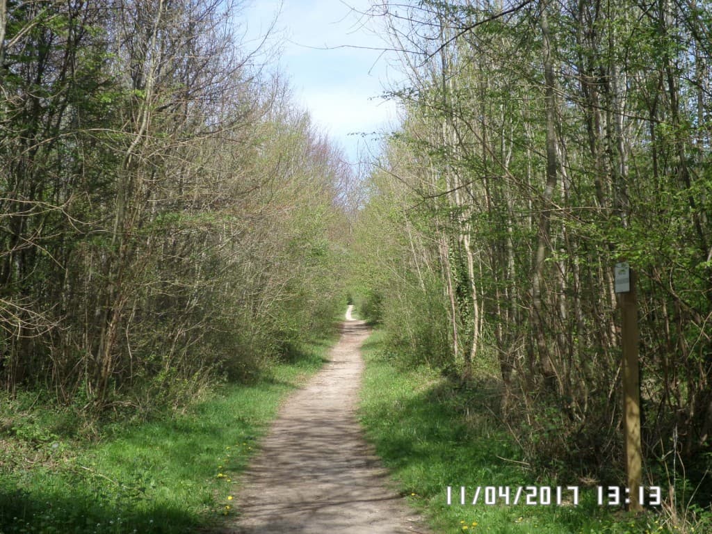 Forêt de Saint Germain au printemps