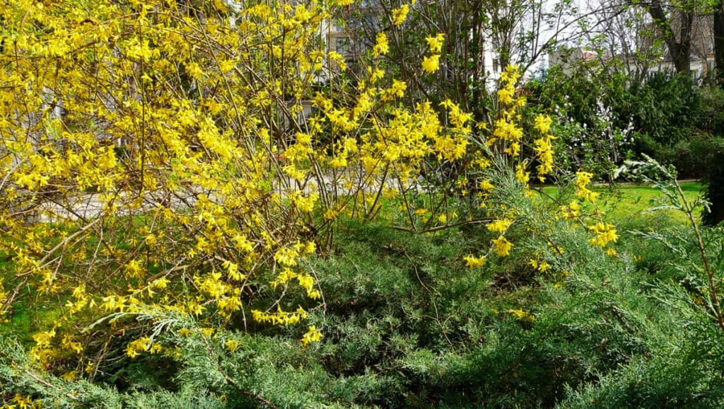 forsythia d'or....
