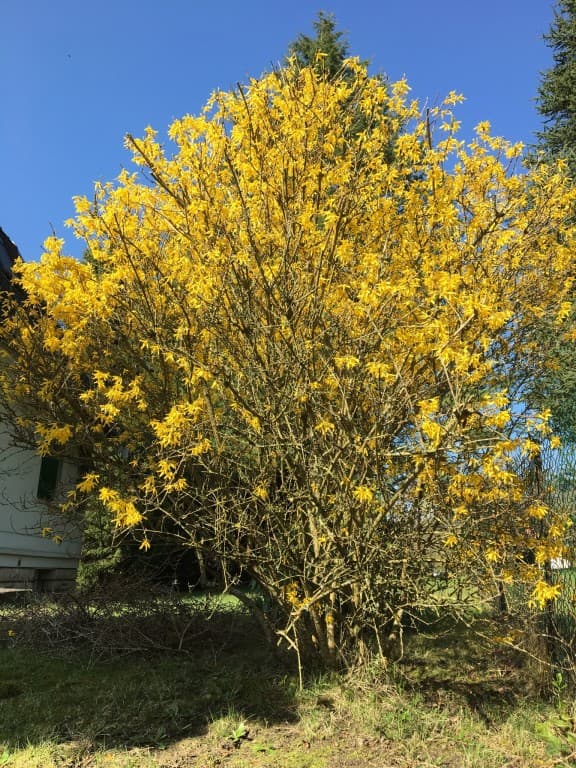 Forsythia en fleur