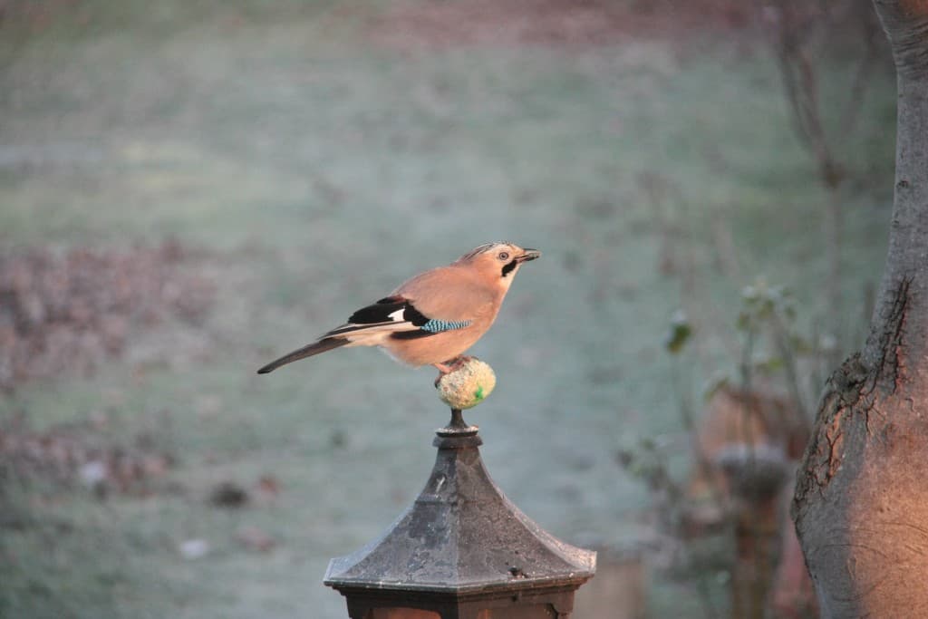 Geai dans le givre 