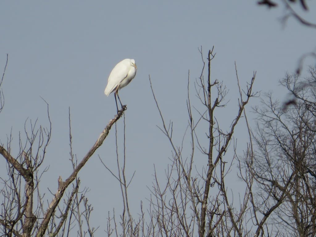 héron blanc sur un arbre dépouillé