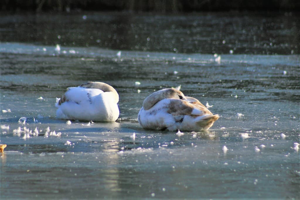 Il fait froid!