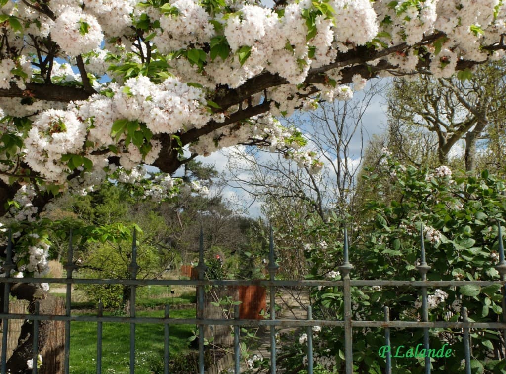 Jardin des plantes en fleurs