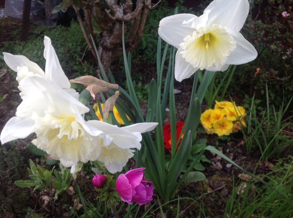 Jardin en fete 