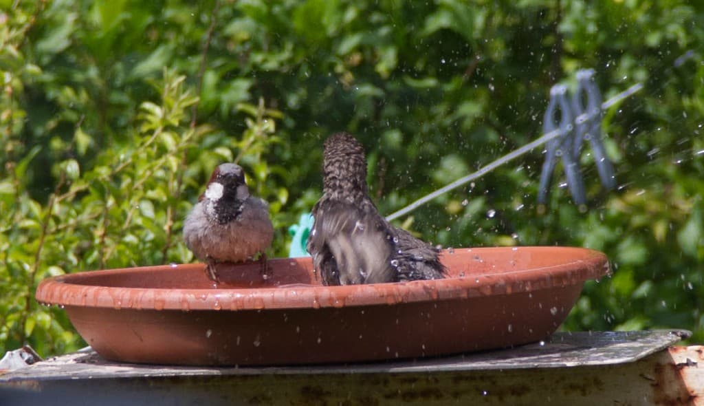 Le bain durant la canicule