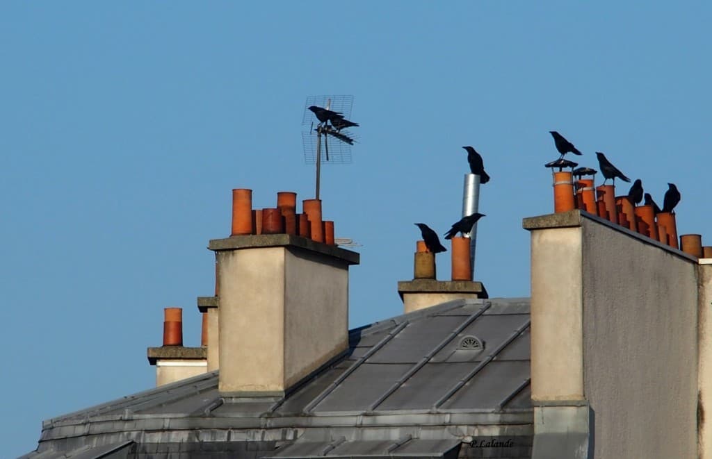 Les oiseaux ....