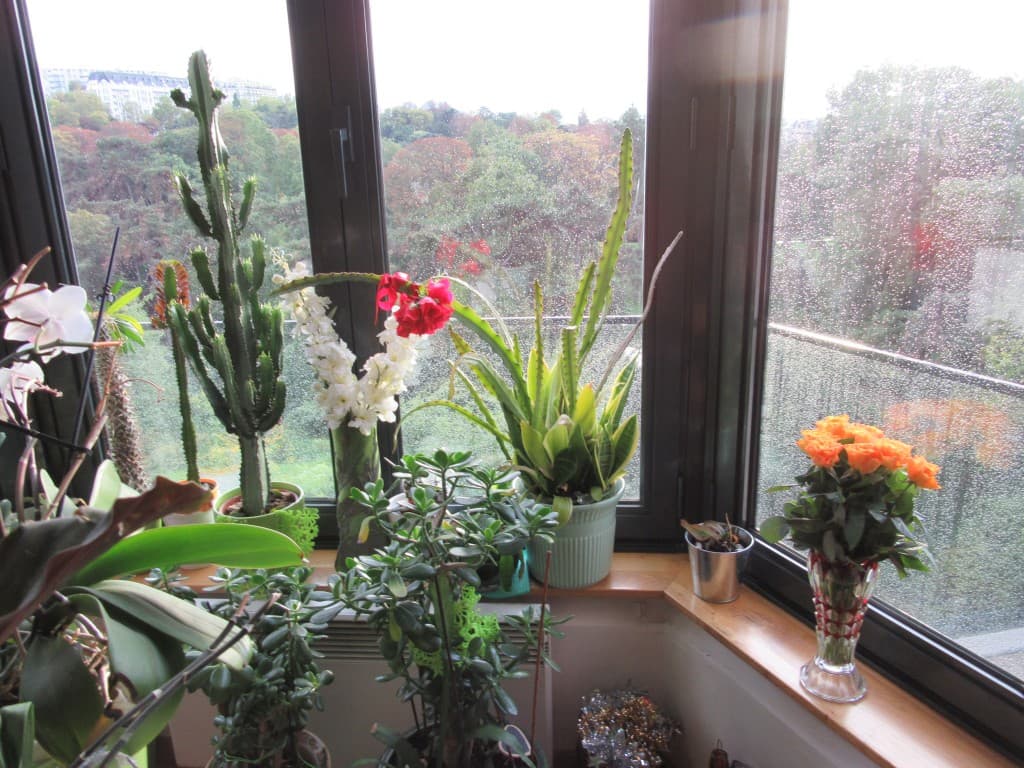 les plantes contemplent la pluie 