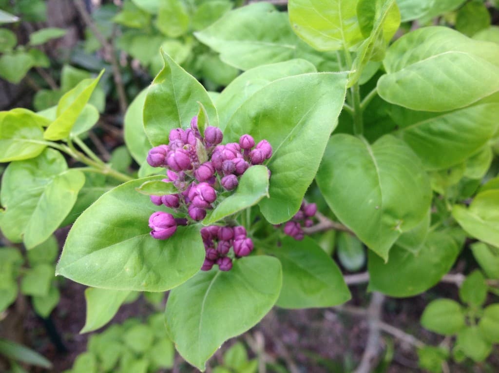 Mon beau Lilas du 2 avril