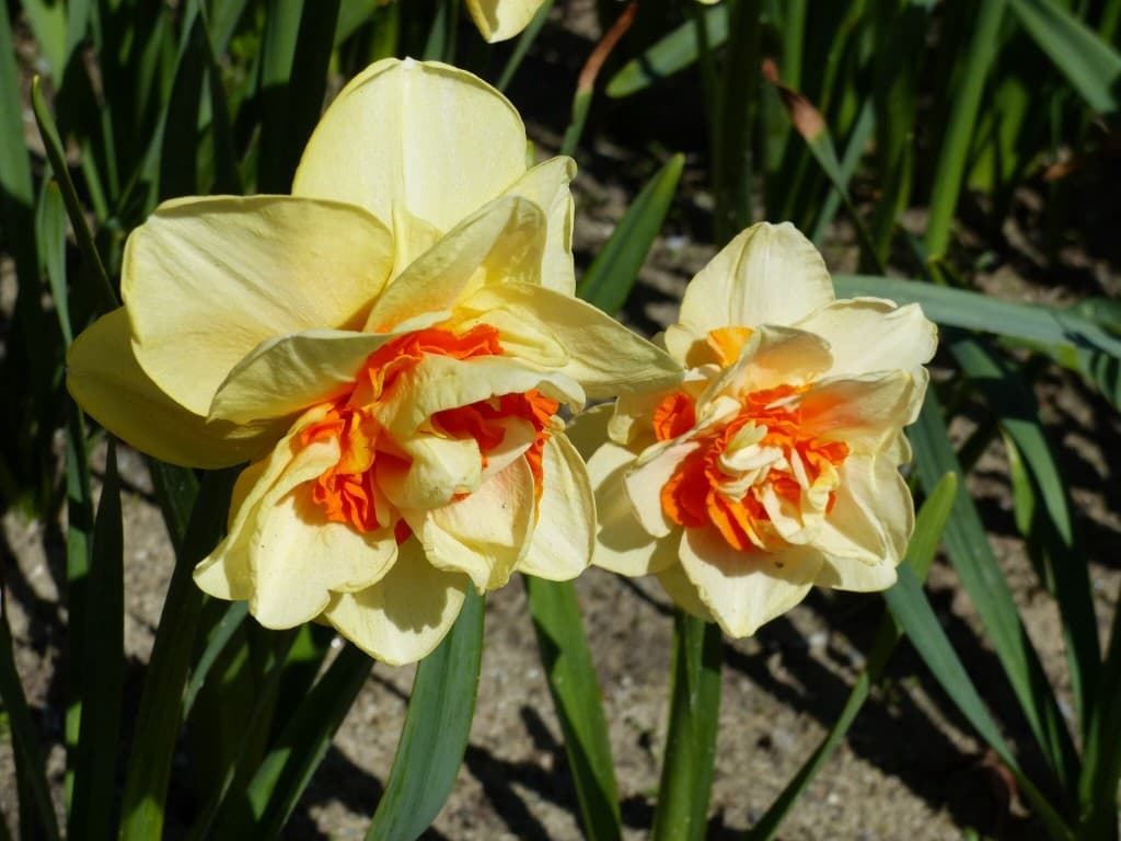 Narcisses 