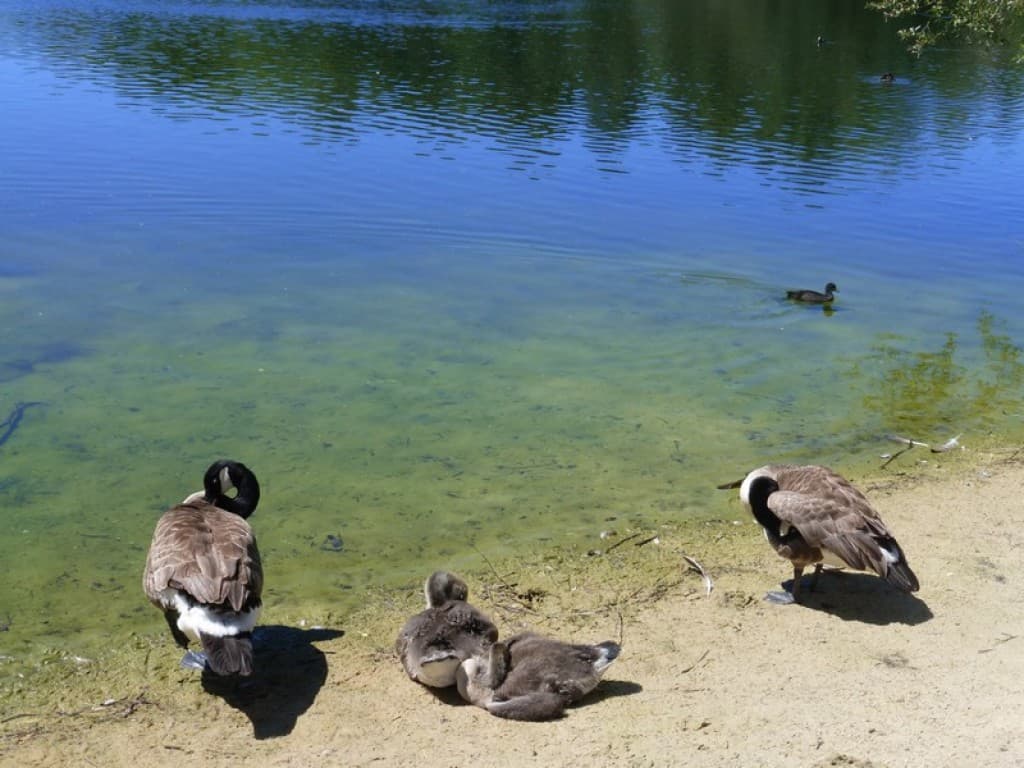 Oies du canada et leurs petits
