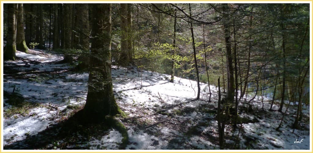 ombre et lumière en forêt 