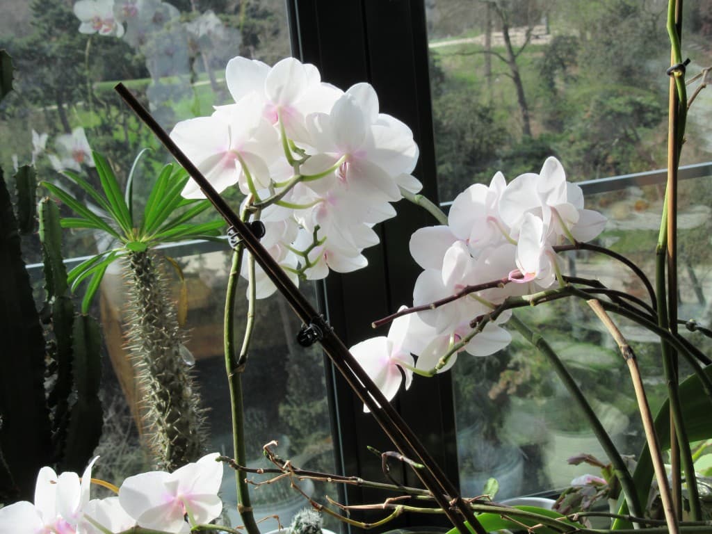 orchidées