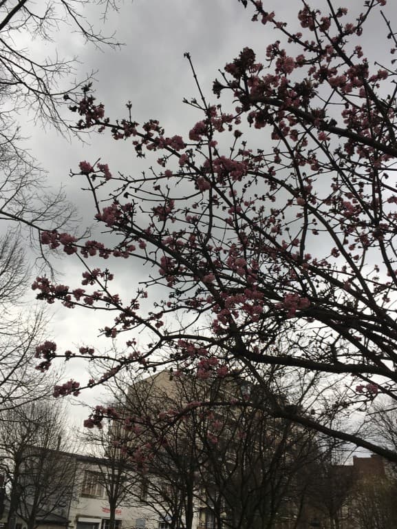 premier arbre en fleurs