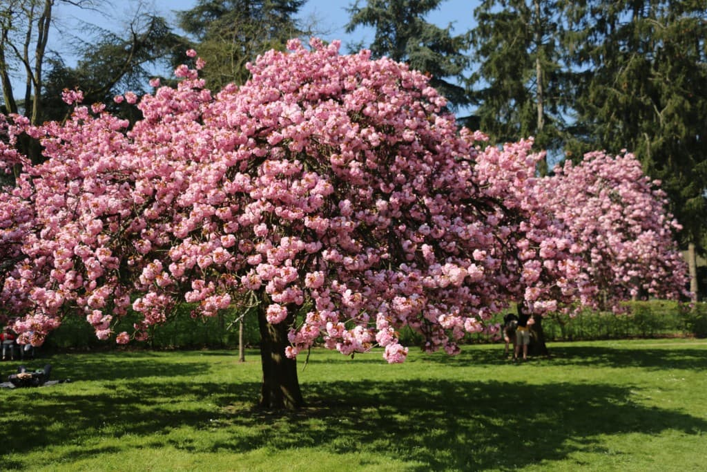 Printemps rose