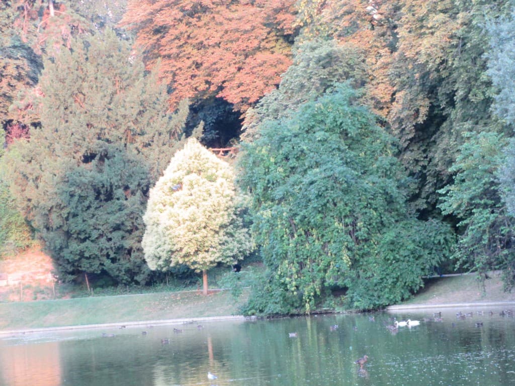 arbres aux buttes de chaumont