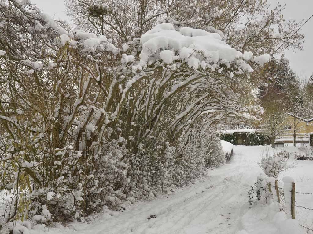 Arbres enneigés