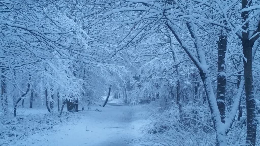 Bois de Boulogne