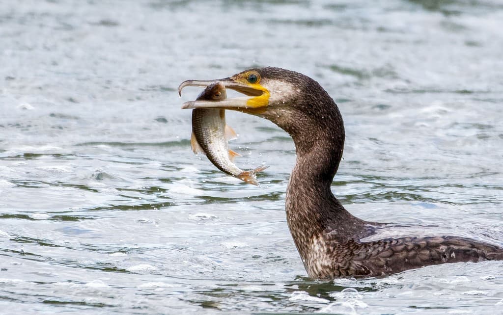 Cormoran en pêche