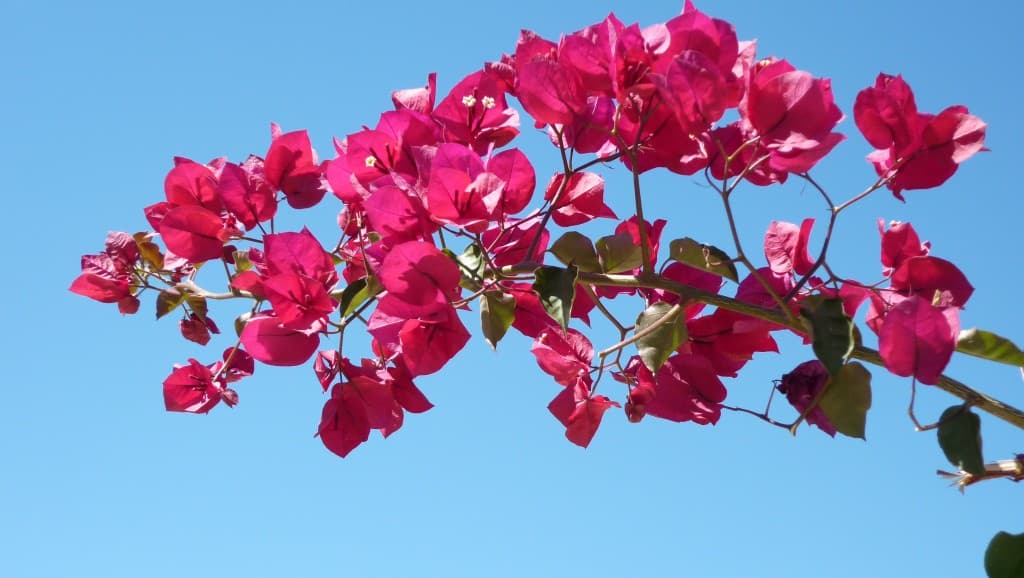 Couleur d'été