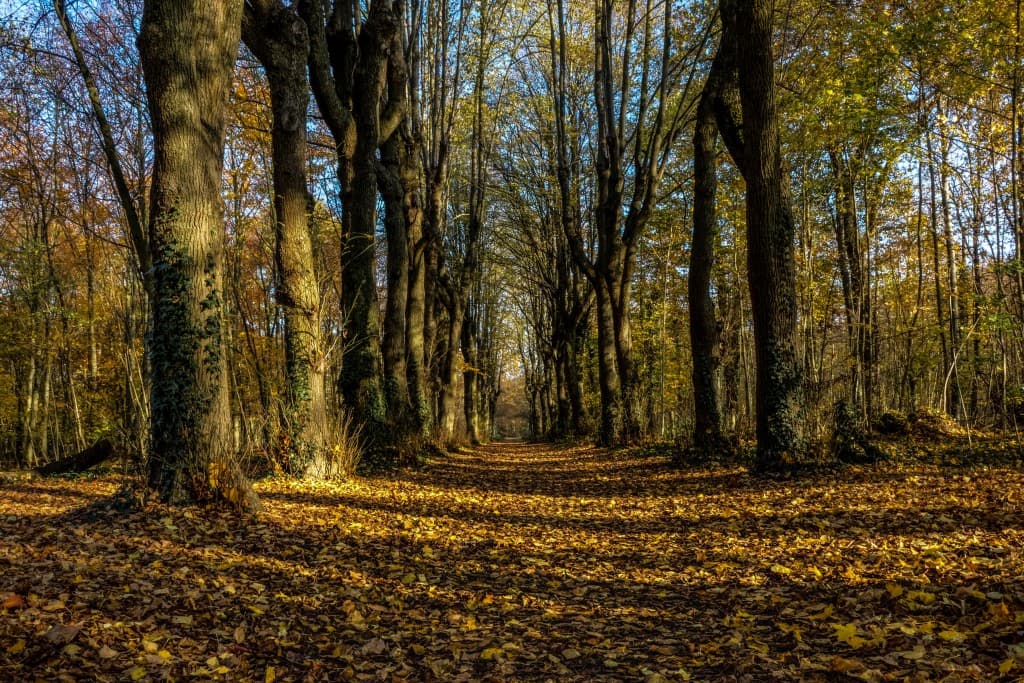 Couloir d'automne