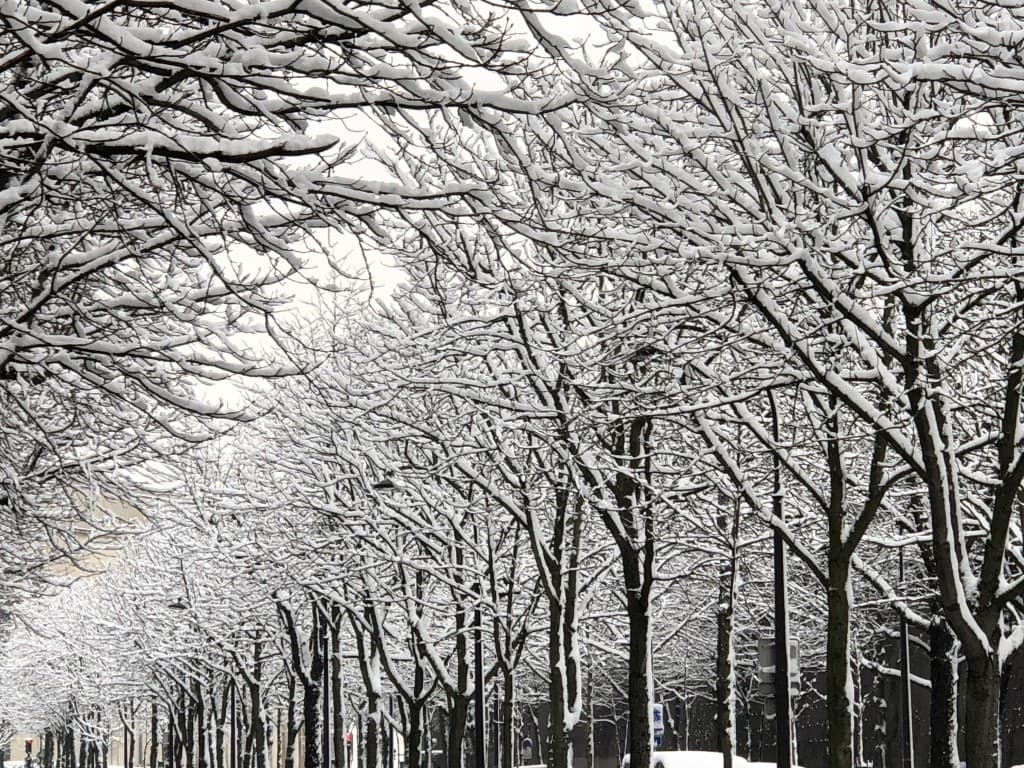 dentelle de neige wt