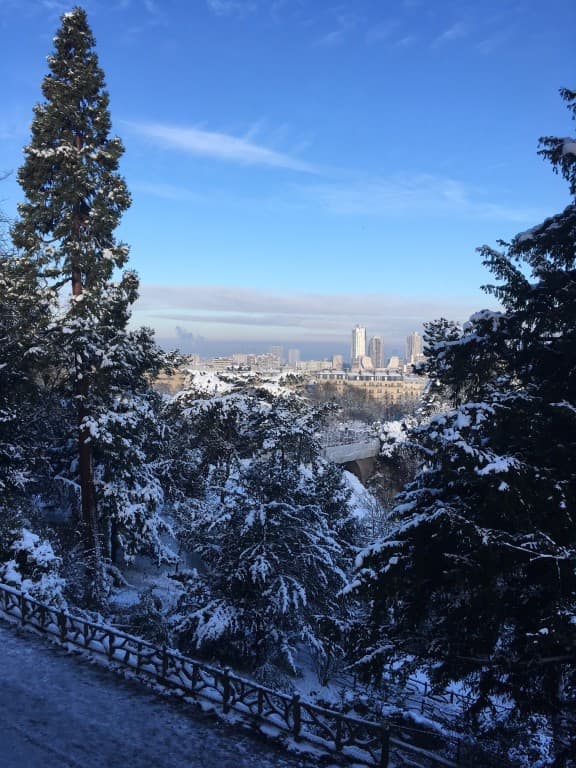 Epicéa sous un ciel dégagé