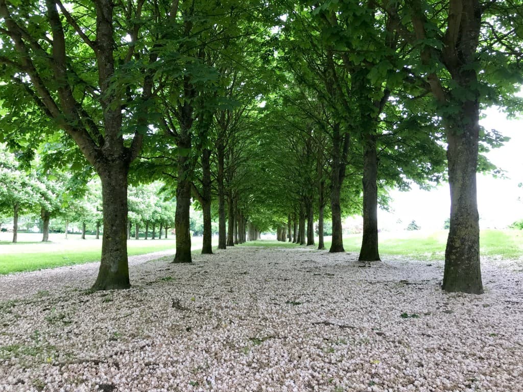 Fleurs de marronnier
