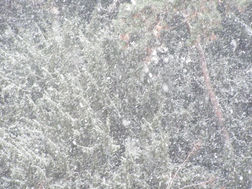 flocons de neige dans les arbres