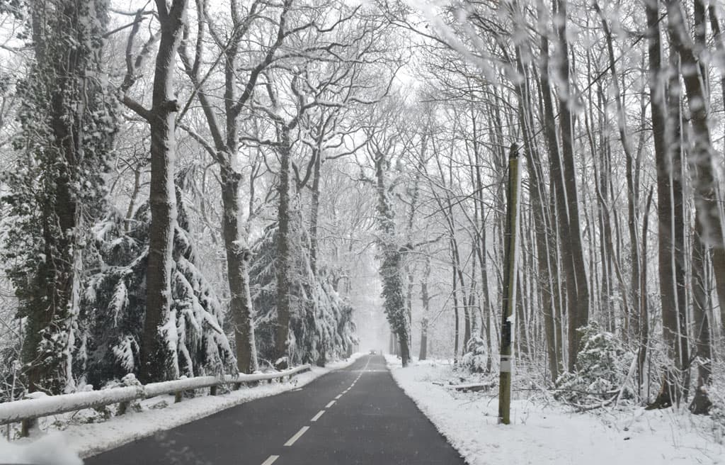 Forêt de Montmorency