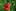 joli coquelicot 