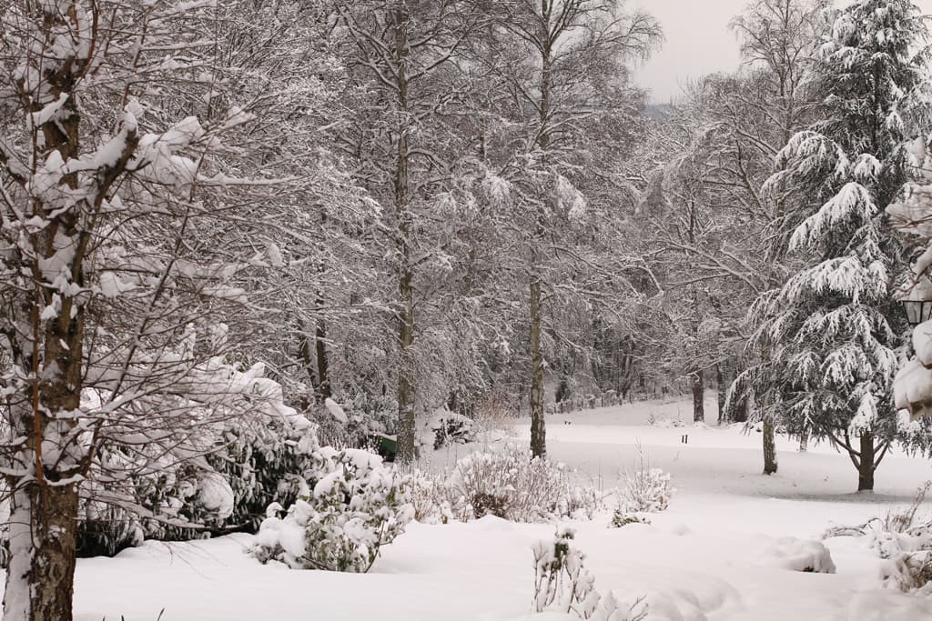 La forêt enneigée
