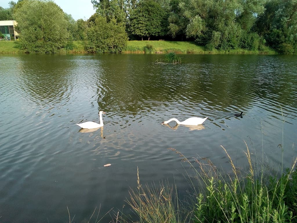 "LAC DES CYGNES"