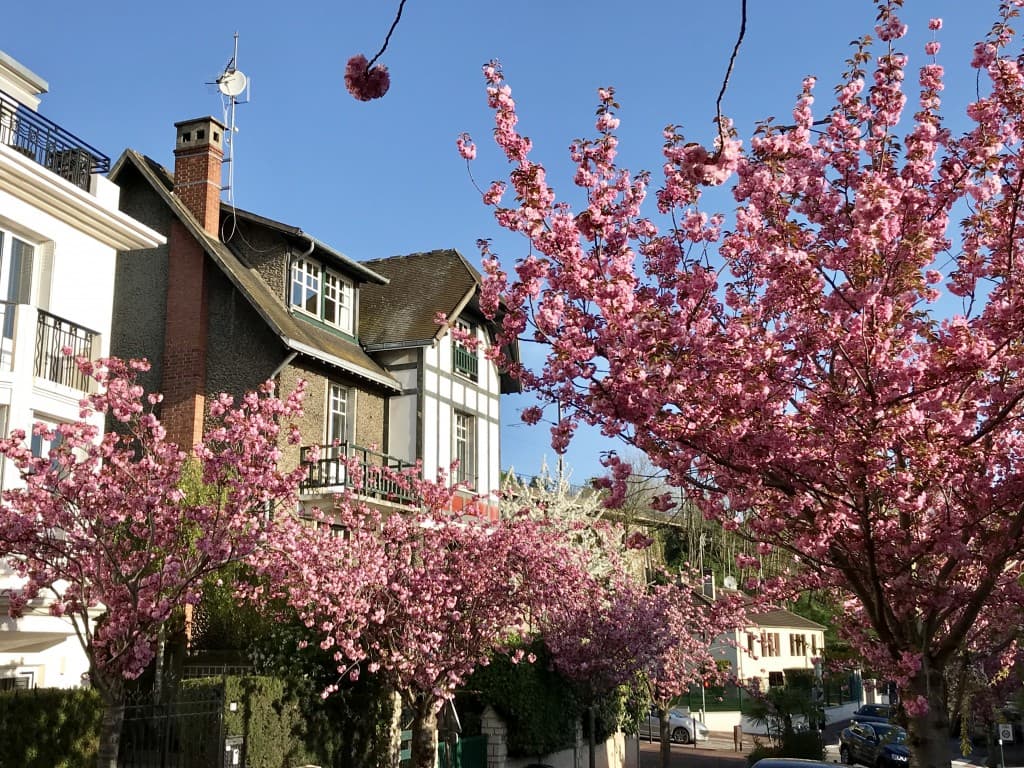 Le temps des Sakura