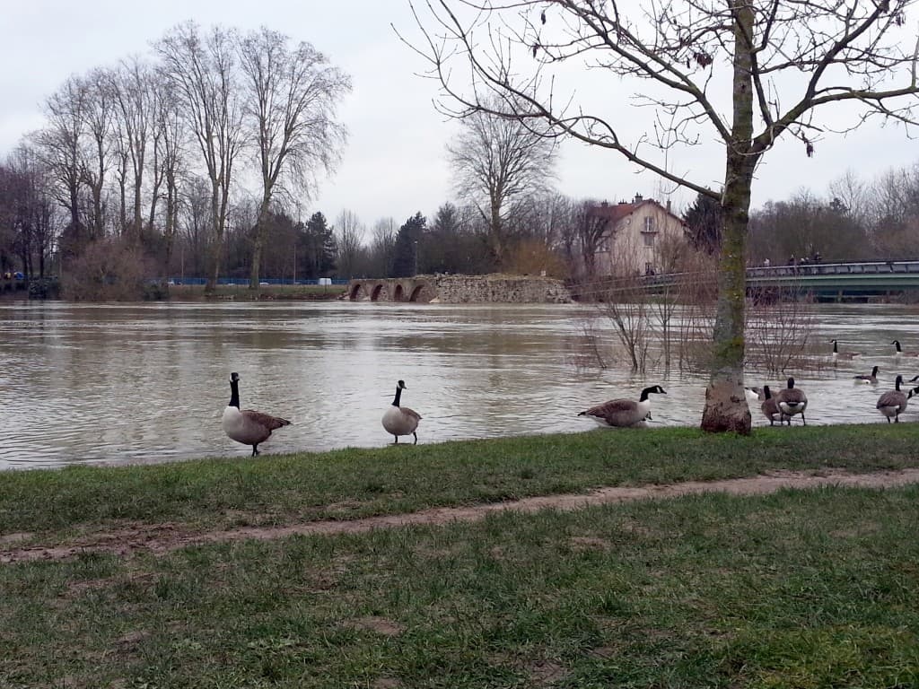 les oiseaux de la marne !