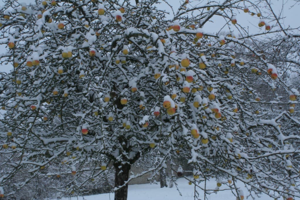 les pommes son fraîches