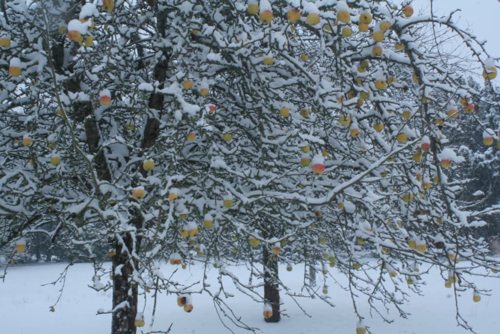 les pommes sont fraîches 