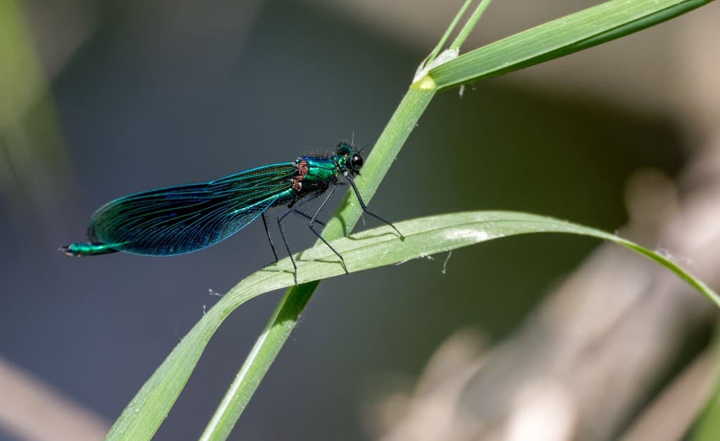 Libellule bleue