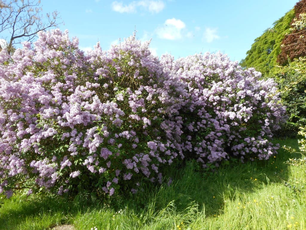 Lilas au bois
