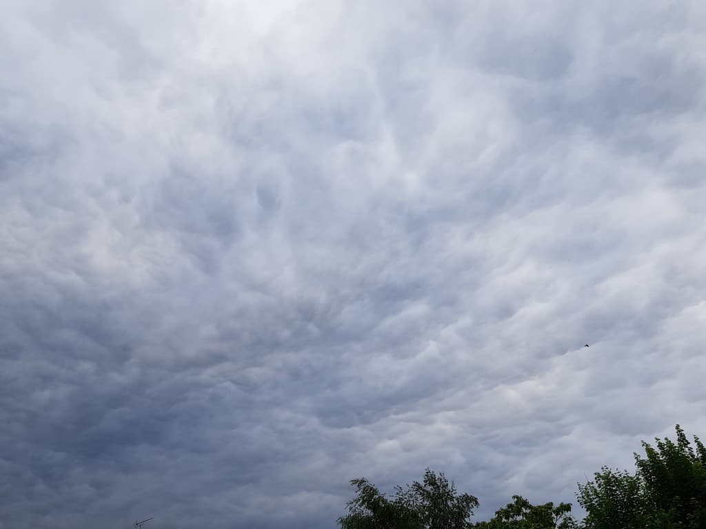 Mamatus?