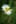 marguerite 